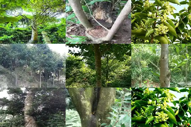 正沉香1683764536487 正沉香1683764536487