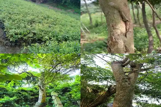 沉香串1683764606149 沉香串1683764606149