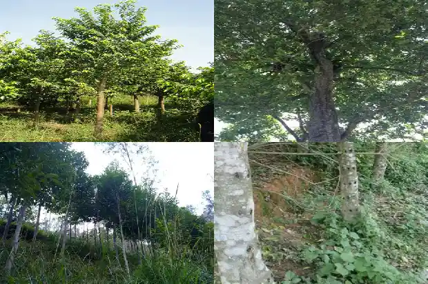 沉香串1683764606197 沉香串1683764606197