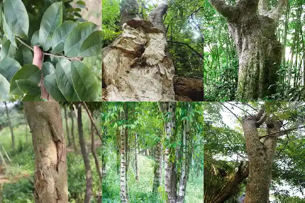 沉香串1683764606245 沉香串1683764606245