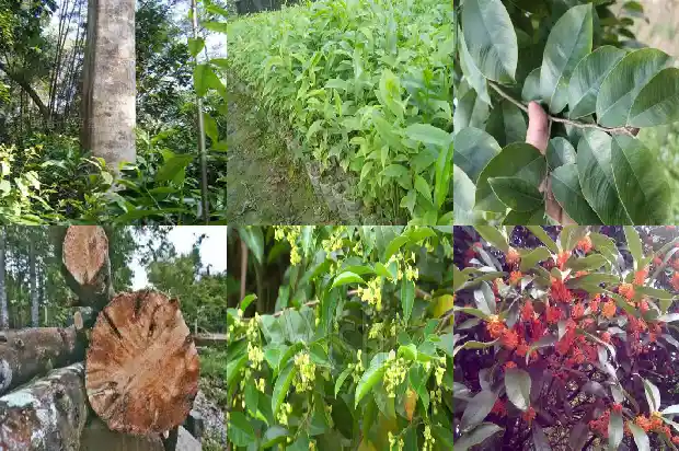 沉香苗?1683850152458 沉香苗?1683850152458