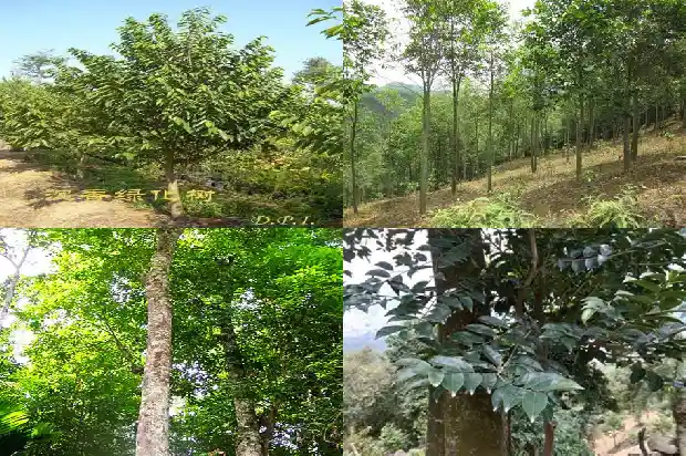 沉香苗?1683850152506 沉香苗?1683850152506