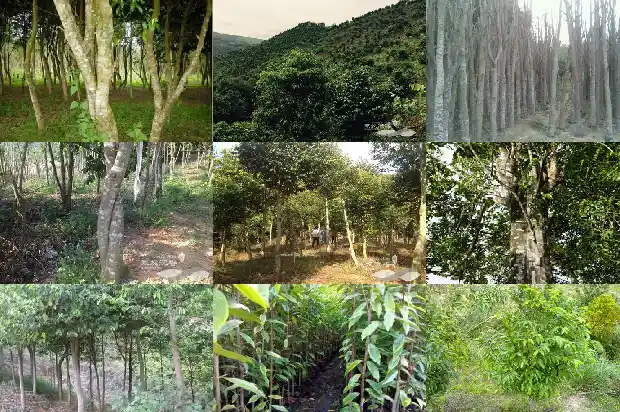 沉香木佛珠的价格1690849106519 沉香木佛珠的价格1690849106519