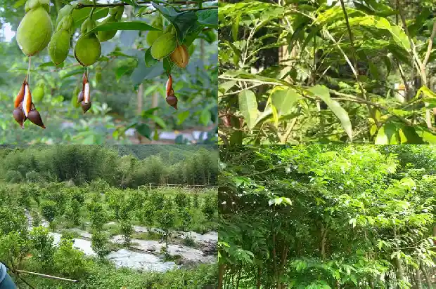 沉香木树苗哪里有1698710942473 沉香木树苗哪里有1698710942473