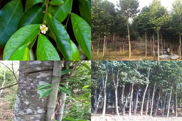 沉香产地哪国比较好1694650184150 沉香产地哪国比较好1694650184150