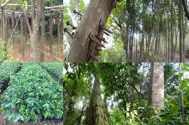 沉香木是什么树1696205370983 沉香木是什么树1696205370983