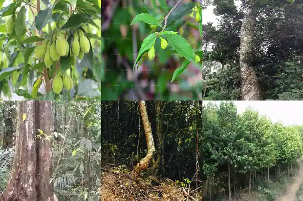 奇楠沉香苗多少钱颗1683850840832 奇楠沉香苗多少钱颗1683850840832