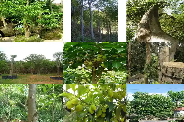 特别好的沉香一管多少钱1683936549625 特别好的沉香一管多少钱1683936549625