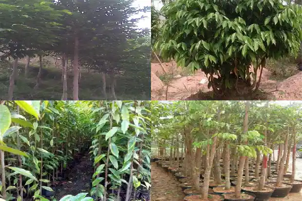 特别好的沉香一管多少钱1683936549719 特别好的沉香一管多少钱1683936549719