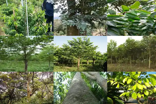 特别好的沉香一管多少钱1683936549767 特别好的沉香一管多少钱1683936549767