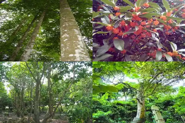 奇楠沉香苗多少钱一株1683936708139 奇楠沉香苗多少钱一株1683936708139