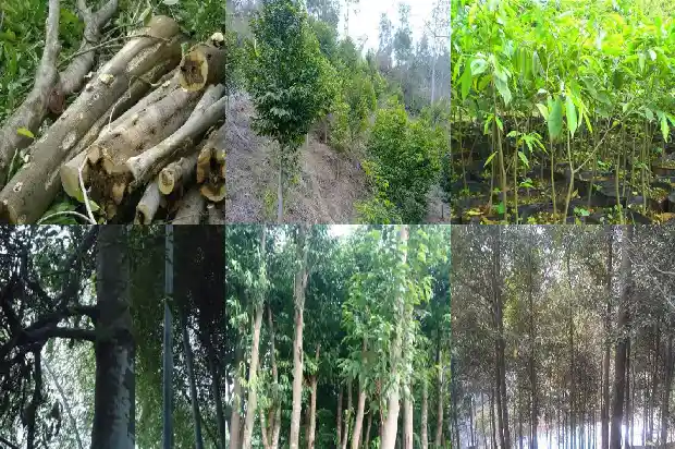 奇楠沉香名贵树苗1688256592240 奇楠沉香名贵树苗1688256592240