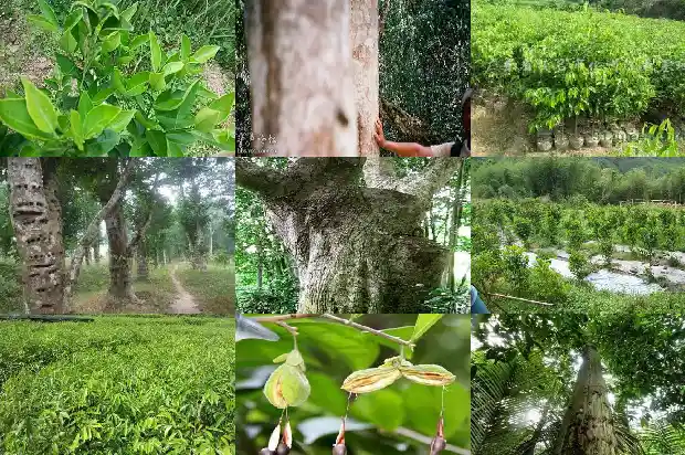 奇楠沉香苗多少钱一株1683936708235 奇楠沉香苗多少钱一株1683936708235