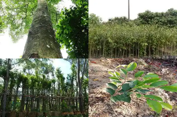 奇楠沉香苗多少钱一株1683936708283 奇楠沉香苗多少钱一株1683936708283