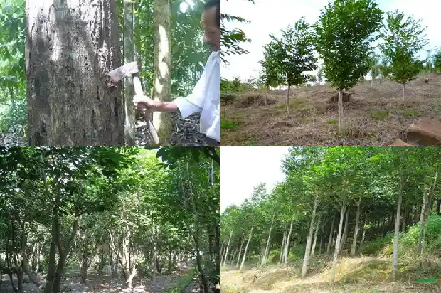 沉香苗木多少钱一株1683936923993