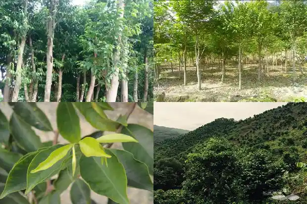 奇楠沉香种苗多少钱1683937005976