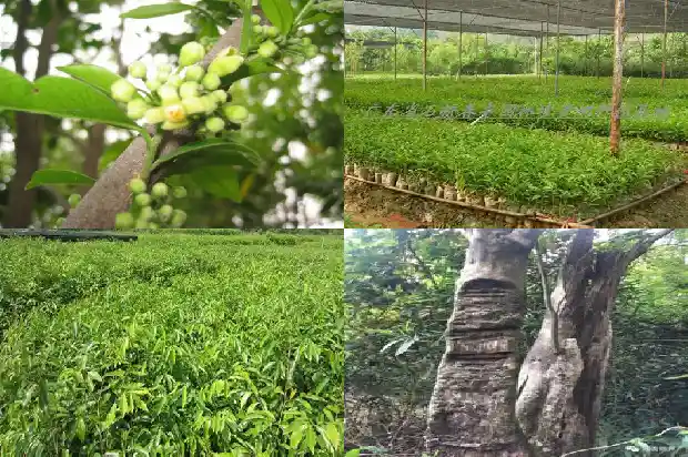 沉香楠木苗多少钱一棵1683937182553 沉香楠木苗多少钱一棵1683937182553