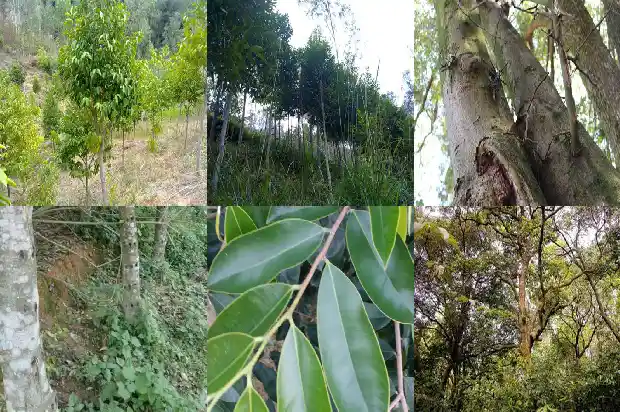 沉香树可以在北方种植吗1694218177849 沉香树可以在北方种植吗1694218177849
