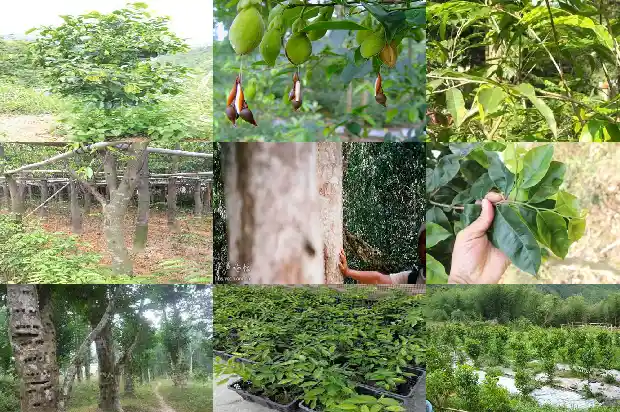 沉香小树苗1688791993993 沉香小树苗1688791993993