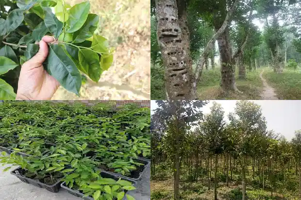 沉香种苗多少钱1684109343917 沉香种苗多少钱1684109343917