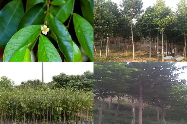 沉香种苗多少钱1684109343965 沉香种苗多少钱1684109343965