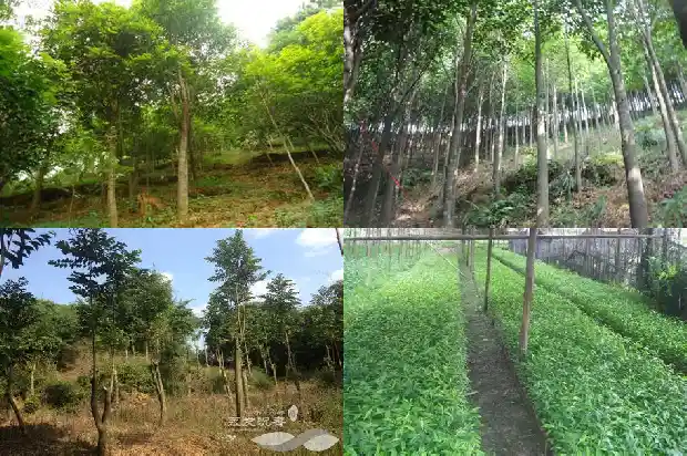 沉香种苗多少钱1684109344013 沉香种苗多少钱1684109344013