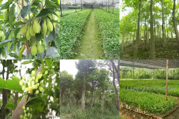 沉香一般的多少钱1684109634644 沉香一般的多少钱1684109634644