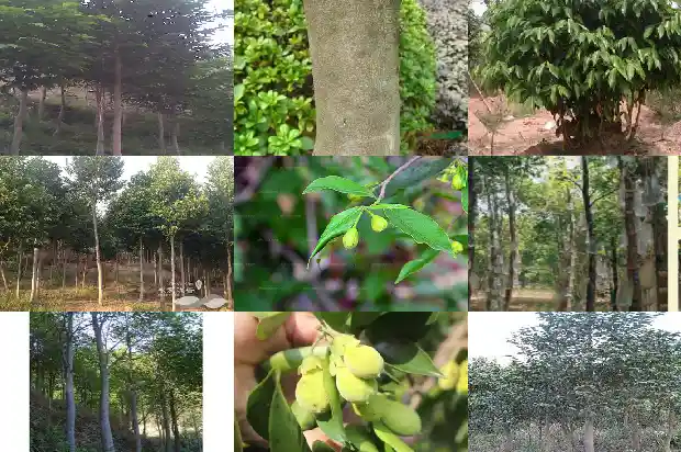 沉香树种植株距1695773367970 沉香树种植株距1695773367970