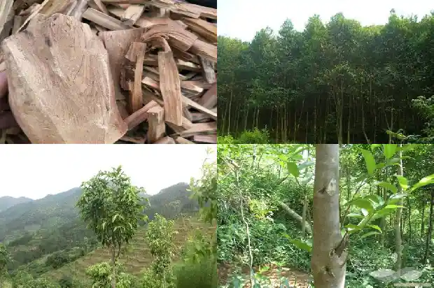 沉香现在多少钱1斤1684109691916 沉香现在多少钱1斤1684109691916