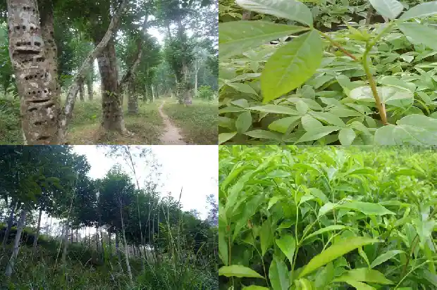 十年沉香树多少钱一颗1684109759527 十年沉香树多少钱一颗1684109759527