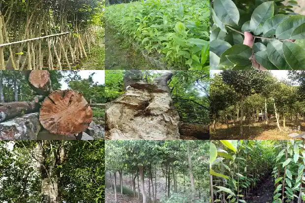 十年沉香树多少钱一颗1684109759575 十年沉香树多少钱一颗1684109759575