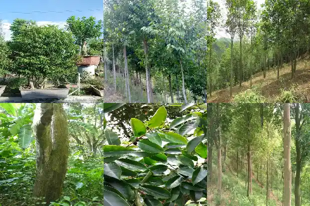 沉香与土沉香的的区别1688792081041 沉香与土沉香的的区别1688792081041