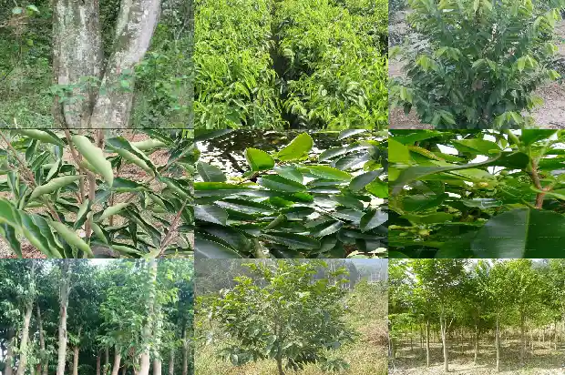 奇楠沉香苗多少钱1684109881329