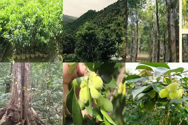 奇楠沉香苗多少钱1684109881377