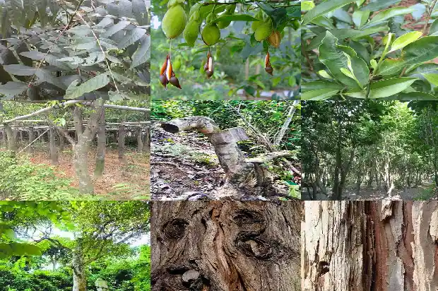 沉香多少钱一颗1684109943962 沉香多少钱一颗1684109943962