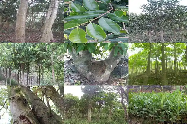 沉香与楠木1688947778671 沉香与楠木1688947778671