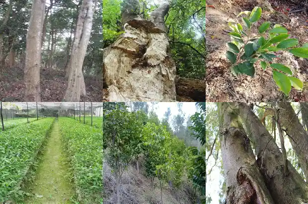 沉香多少钱1斤1684110005880 沉香多少钱1斤1684110005880