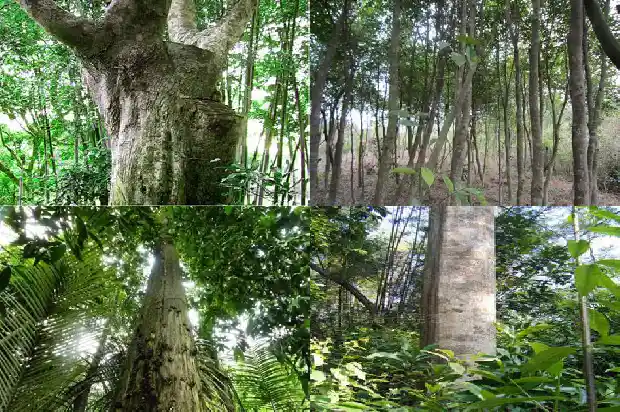 沉香多少钱1斤1684110005928 沉香多少钱1斤1684110005928