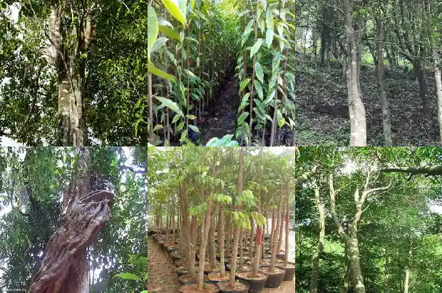 怎样种植奇楠沉香树苗1695254997221 怎样种植奇楠沉香树苗1695254997221