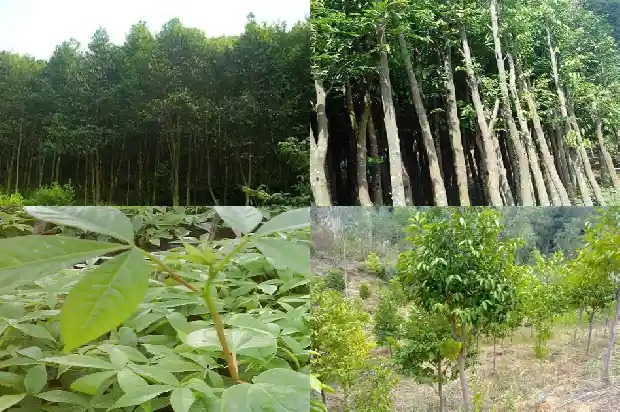 沉香木苗多少钱一棵1684196052325 沉香木苗多少钱一棵1684196052325
