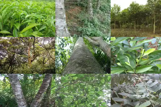 沉香果多少钱一斤1684196097602 沉香果多少钱一斤1684196097602