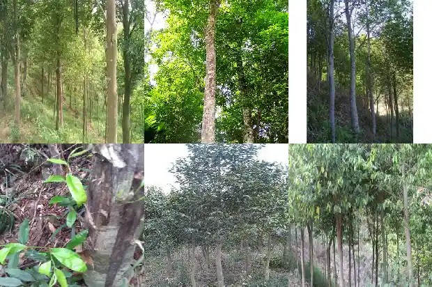 沉香苗那里有1698192585209 沉香苗那里有1698192585209