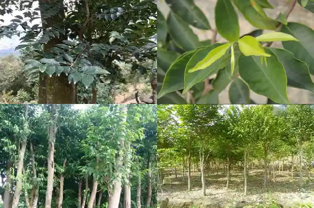 沉香木苗多少钱一颗1684196273617 沉香木苗多少钱一颗1684196273617