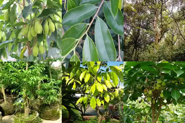 沉香一盒多少钱1684196339647 沉香一盒多少钱1684196339647