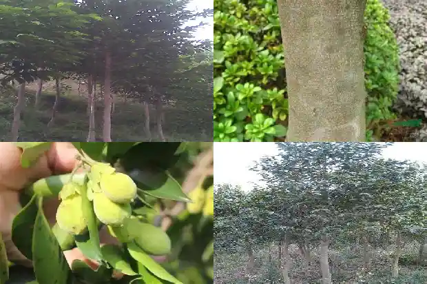 沉香一盒多少钱1684196339742 沉香一盒多少钱1684196339742