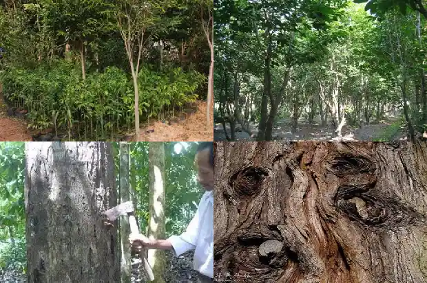 沉香苗多少钱1684196406237 沉香苗多少钱1684196406237