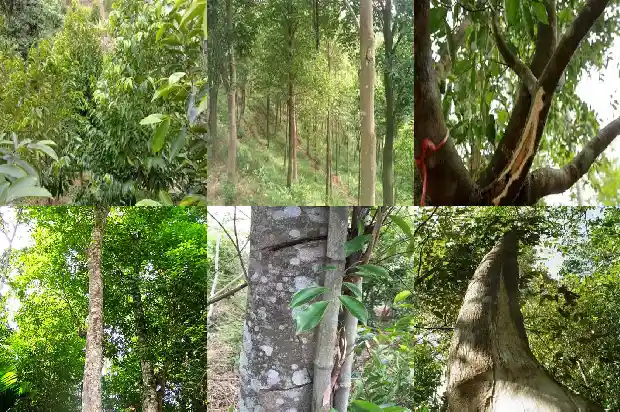 沉香苗多少钱1684196406285 沉香苗多少钱1684196406285