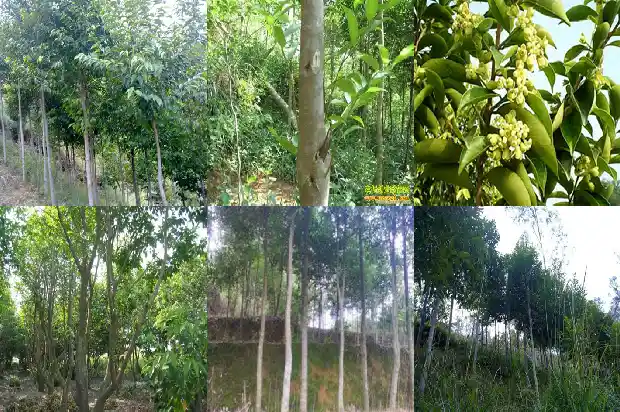 沉香木苗价格多少一棵1684282339795 沉香木苗价格多少一棵1684282339795