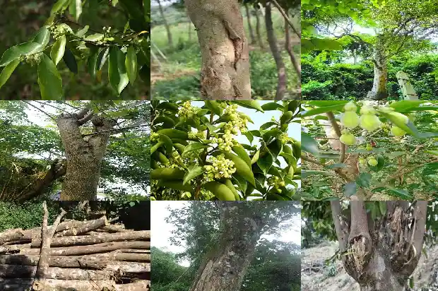 沉香木苗价格多少一棵1684282339891 沉香木苗价格多少一棵1684282339891