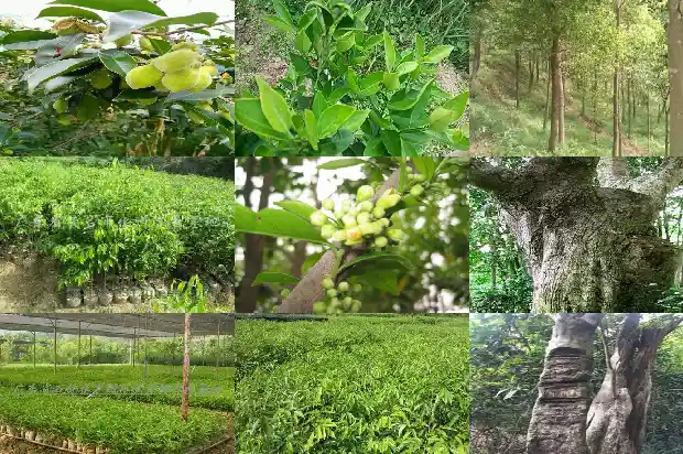 沉香多少钱1684282379563 沉香多少钱1684282379563